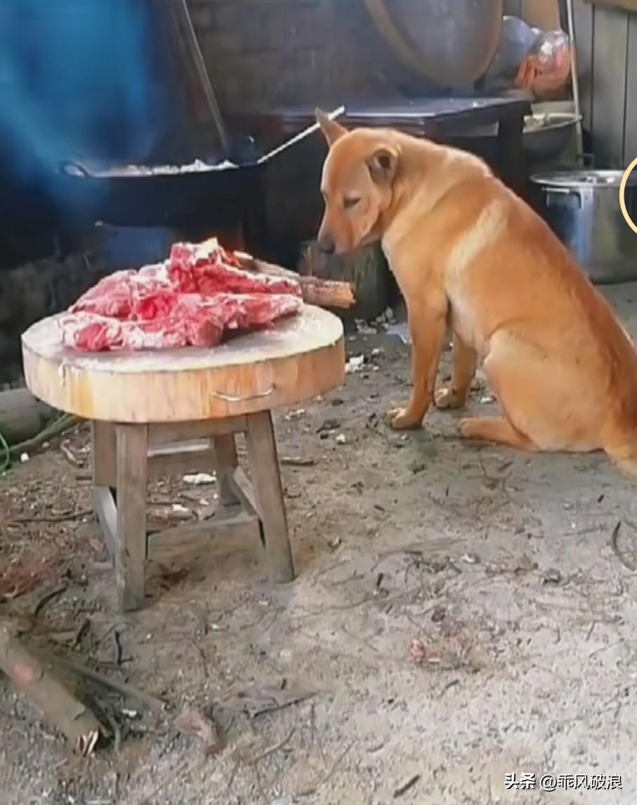 主人将狗狗的妻子宰杀，做成了狗肉。身为丈夫的狗狗守在妻子的肉块旁，失魂落魄，默默