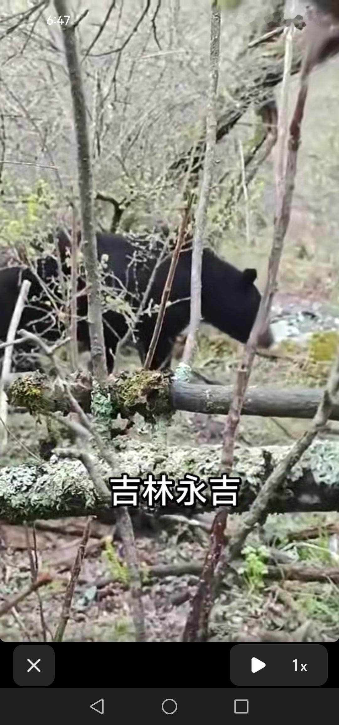 吉林永吉惊现“熊出没”，采山菜人与大黑熊意外邂逅，这缘分真是奇妙！

晚上刷视频