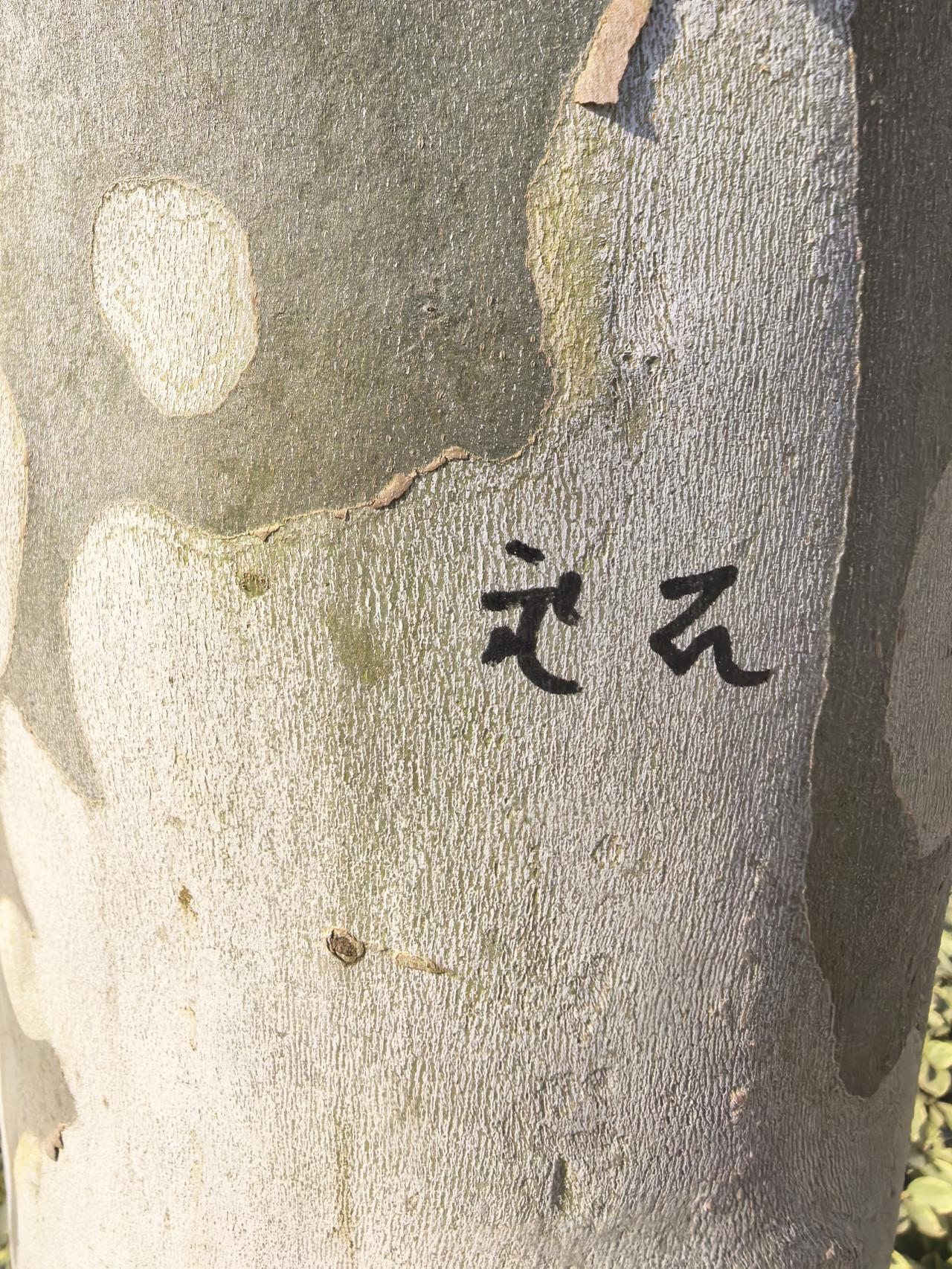 在行道树干上发现很多标记，有董的吗，这是什么文字？