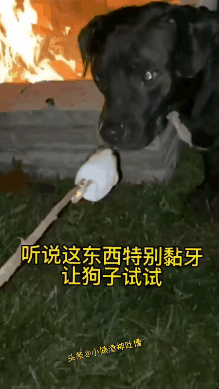 这是吃的什么东西