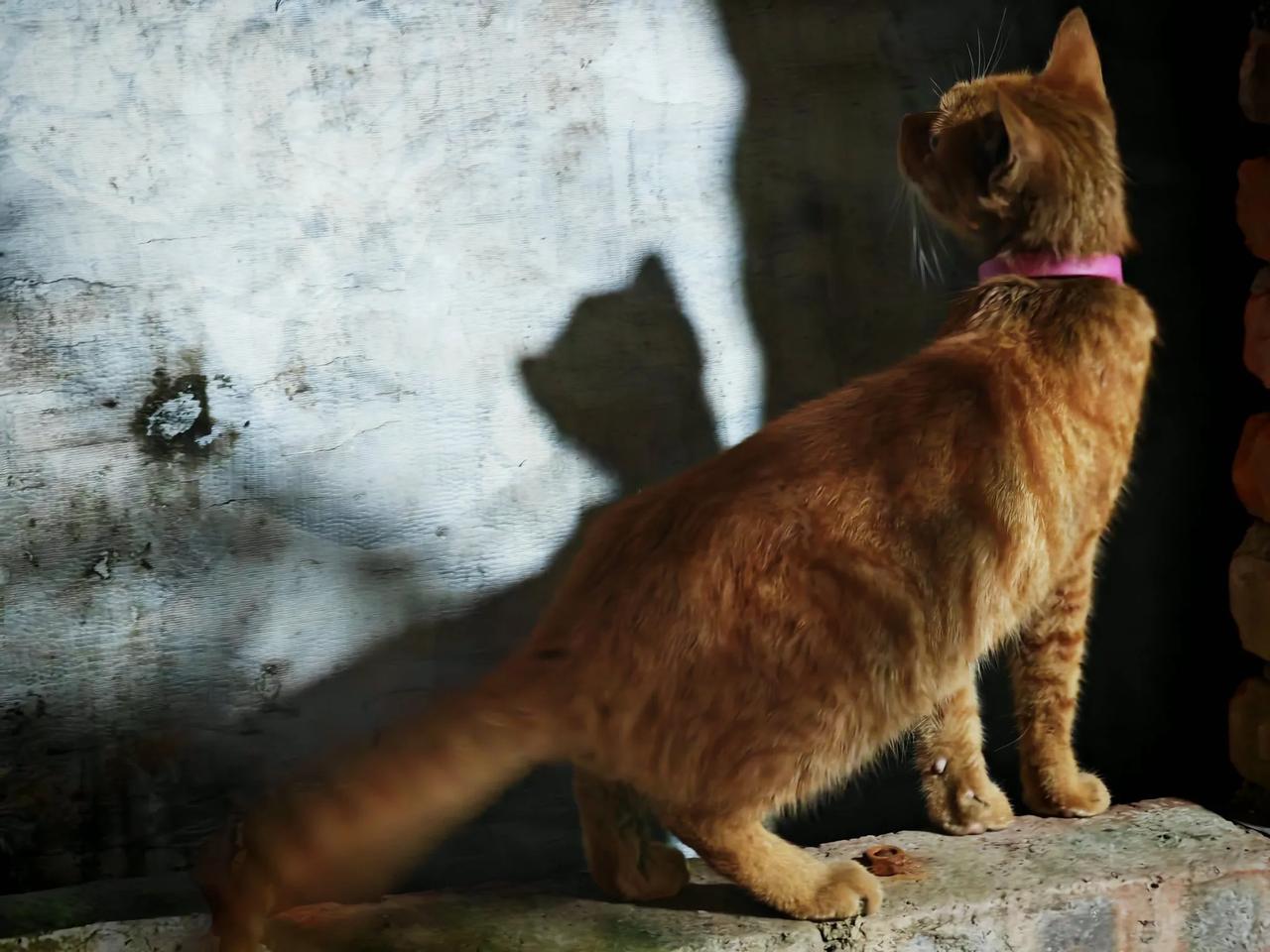东张西望，啥情况？#猫咪一刻#