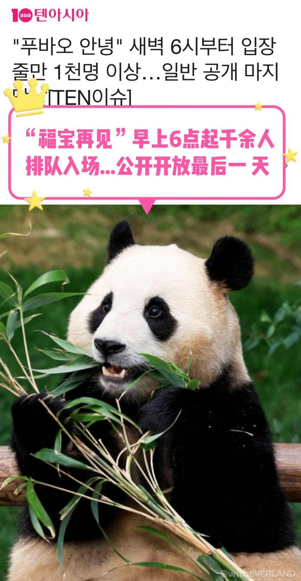 🔥“福宝🐼再见”从凌晨6点开始排队超过千人