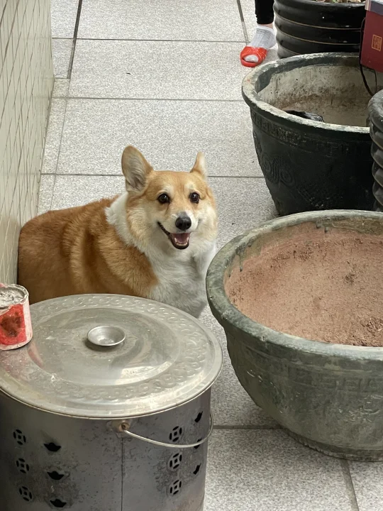 有些狗一看就是廣東狗