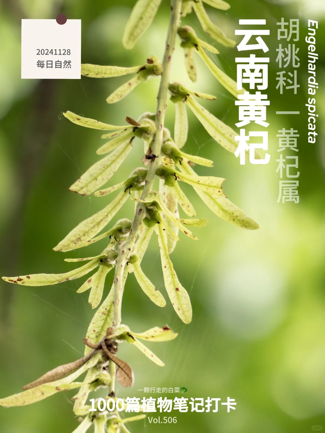 植物笔记506｜遇见了一群会飞的种子