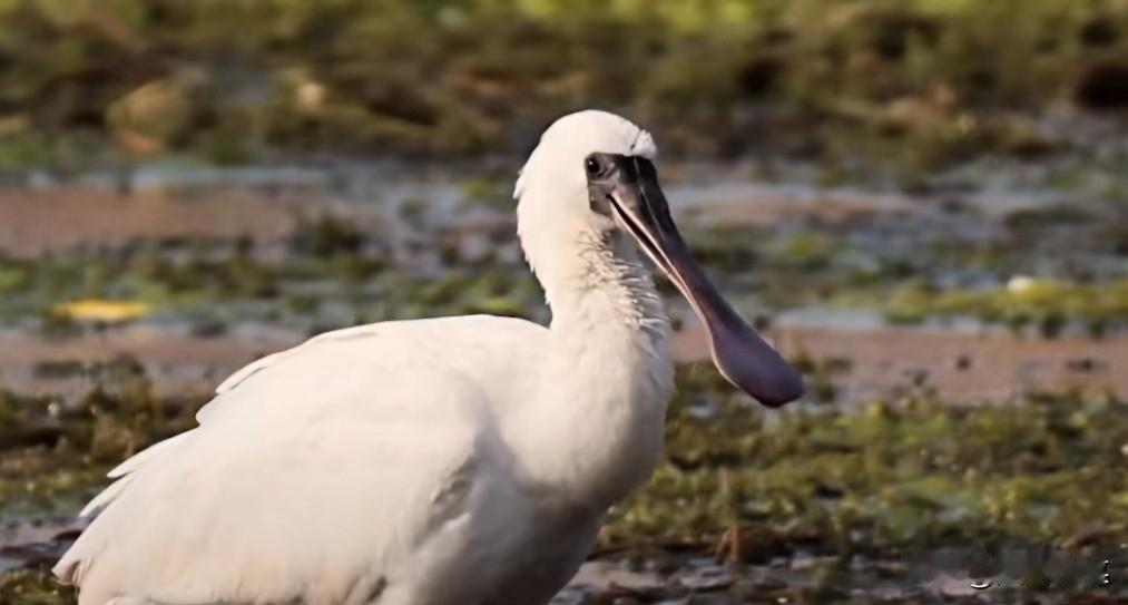 12月29日，观鸟爱好者杨玉龙本月中旬，在渭南大荔黄河湿地观测并拍摄到全球濒危物