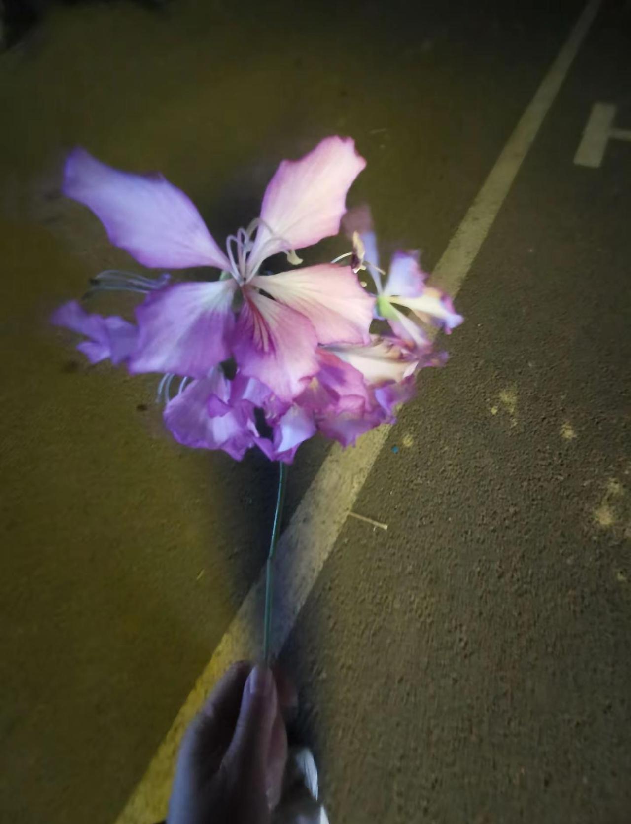 紫荆花都开满城了你还不来吗。原相机走拍 花开富贵好运来 紫荆花