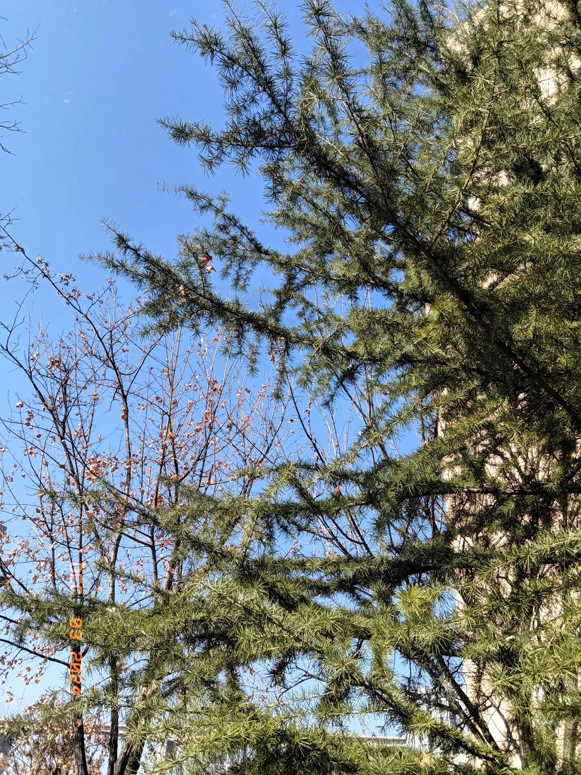 太阳当空照，花儿对我笑。美女中午好，世界多美妙，心情美美哒，祝您天天开心，又是想