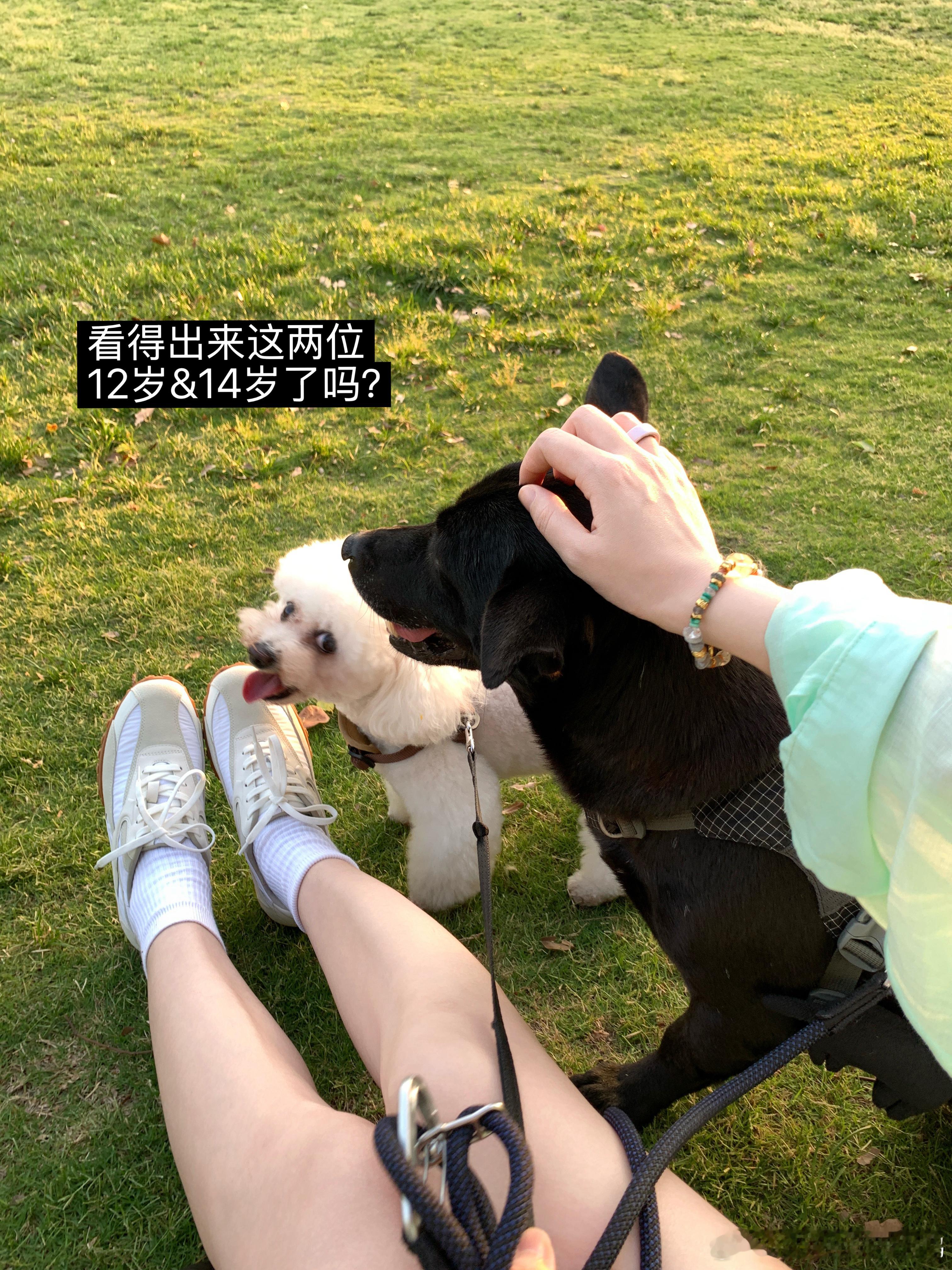 狗狗富翁的日常🐾🥛猜猜Milk是哪一只？今日小满～评论300揪5位小姐妹喝奶