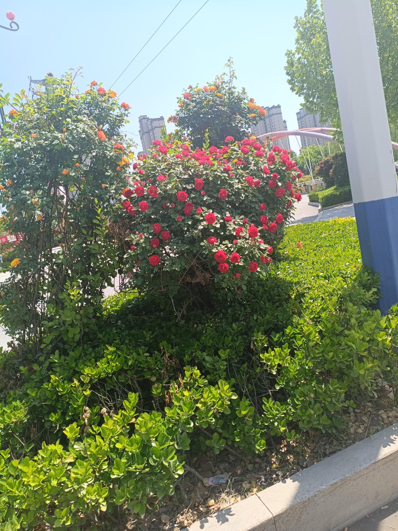 曹县五台山路的月季树花开了