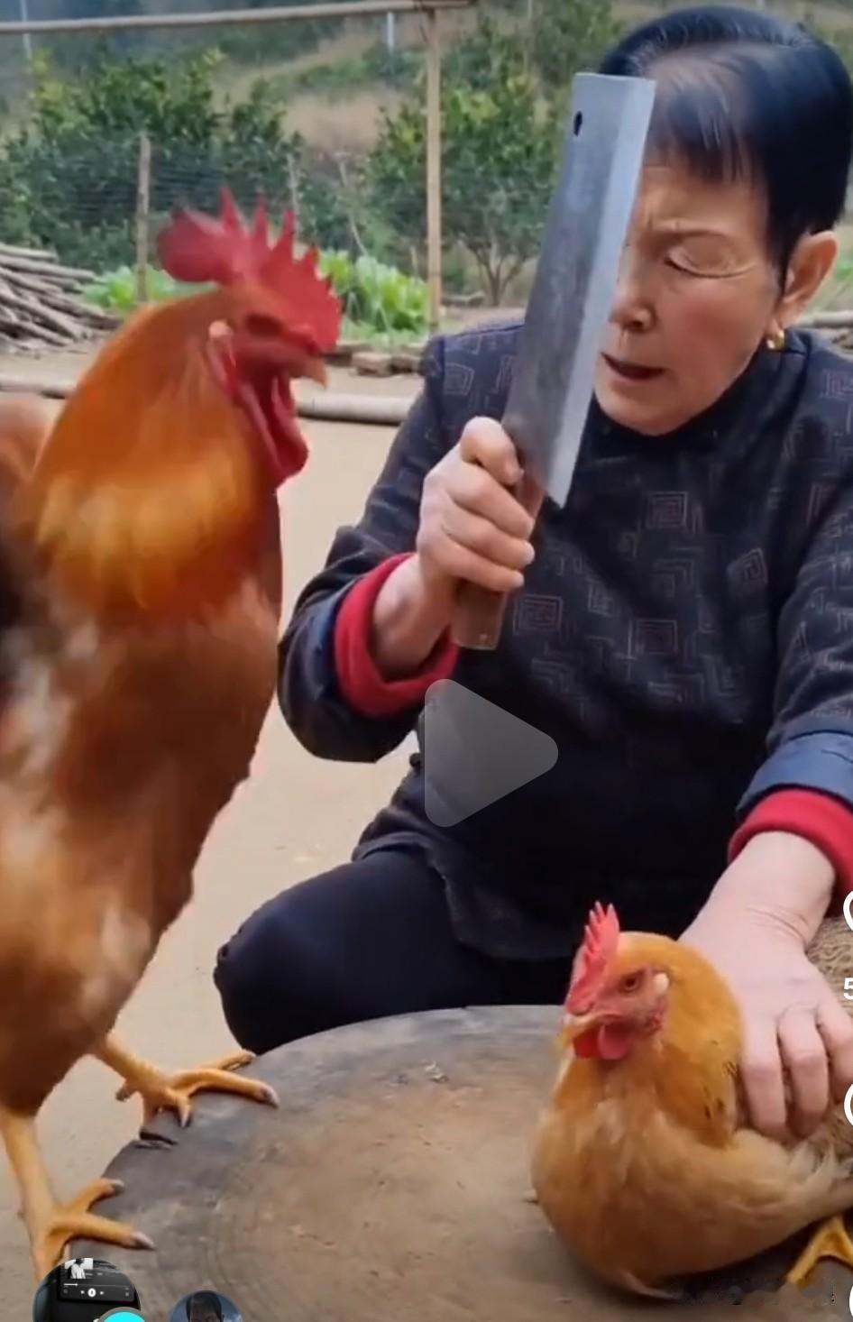 奶奶打算宰杀母鸡，公鸡冲出来拦阻，咯咯叫着用爪子抓她的手，仿佛在说高抬贵手别杀它