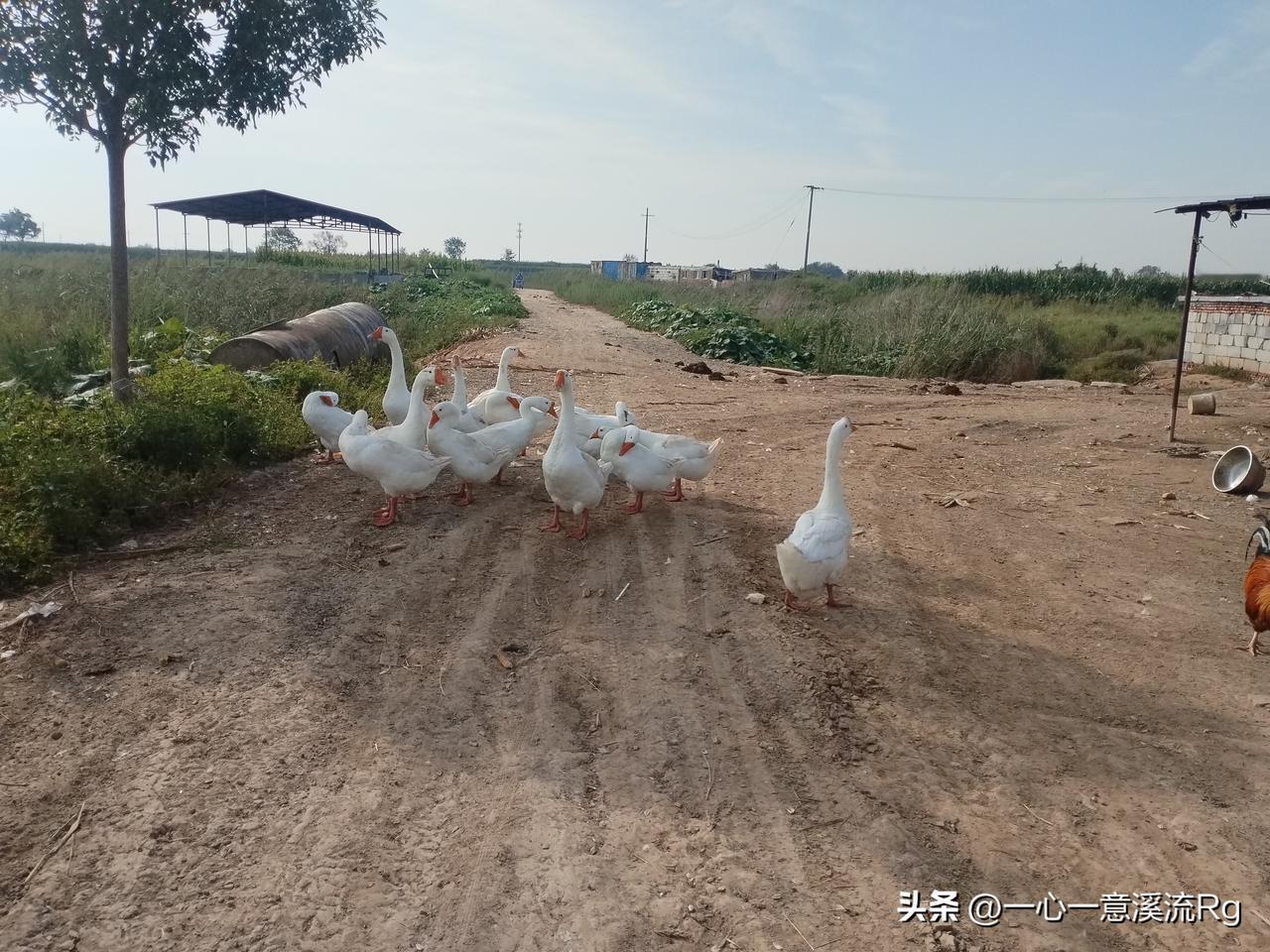 今天上午去村子宣惠河北面，邻居家养鸡场串串门，他家养的白羽鸡大肉食鸡，出完栏刚上