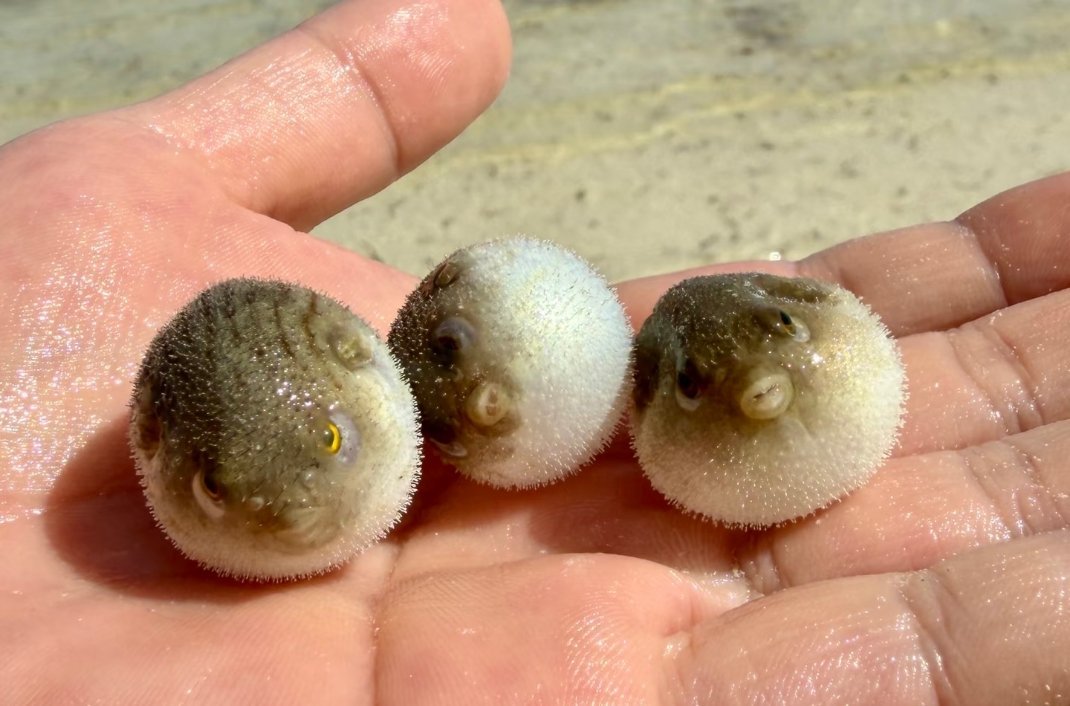 河豚一家🐡太可爱了 