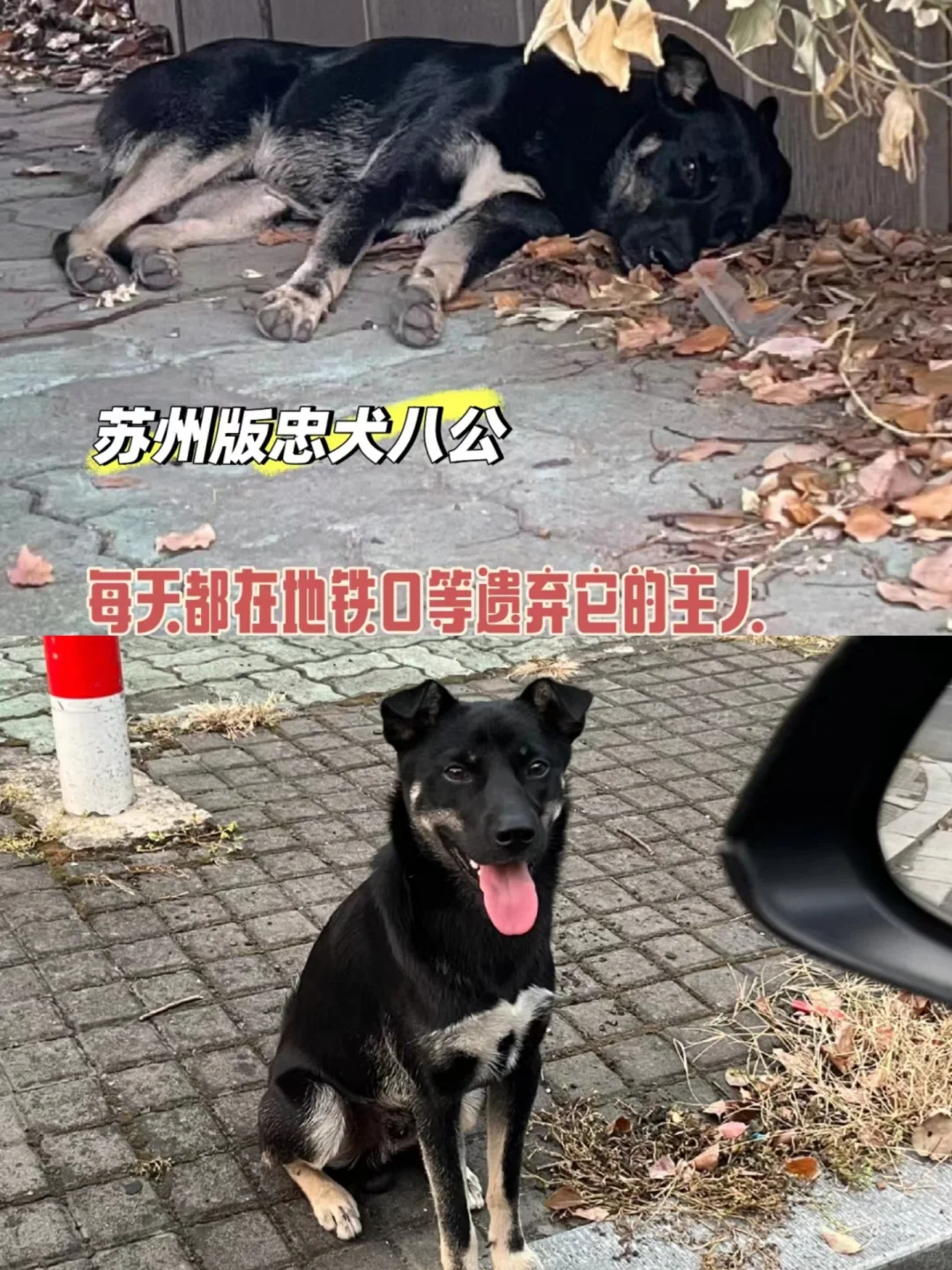 苏州版忠犬八公有没有人能给它一个家