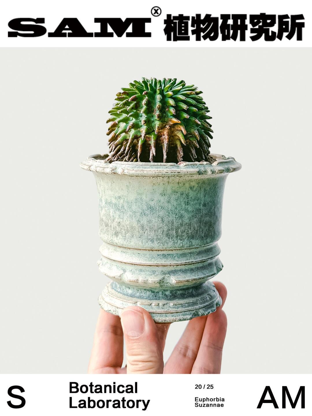 海胆大戟｜Euphorbia Suzannae