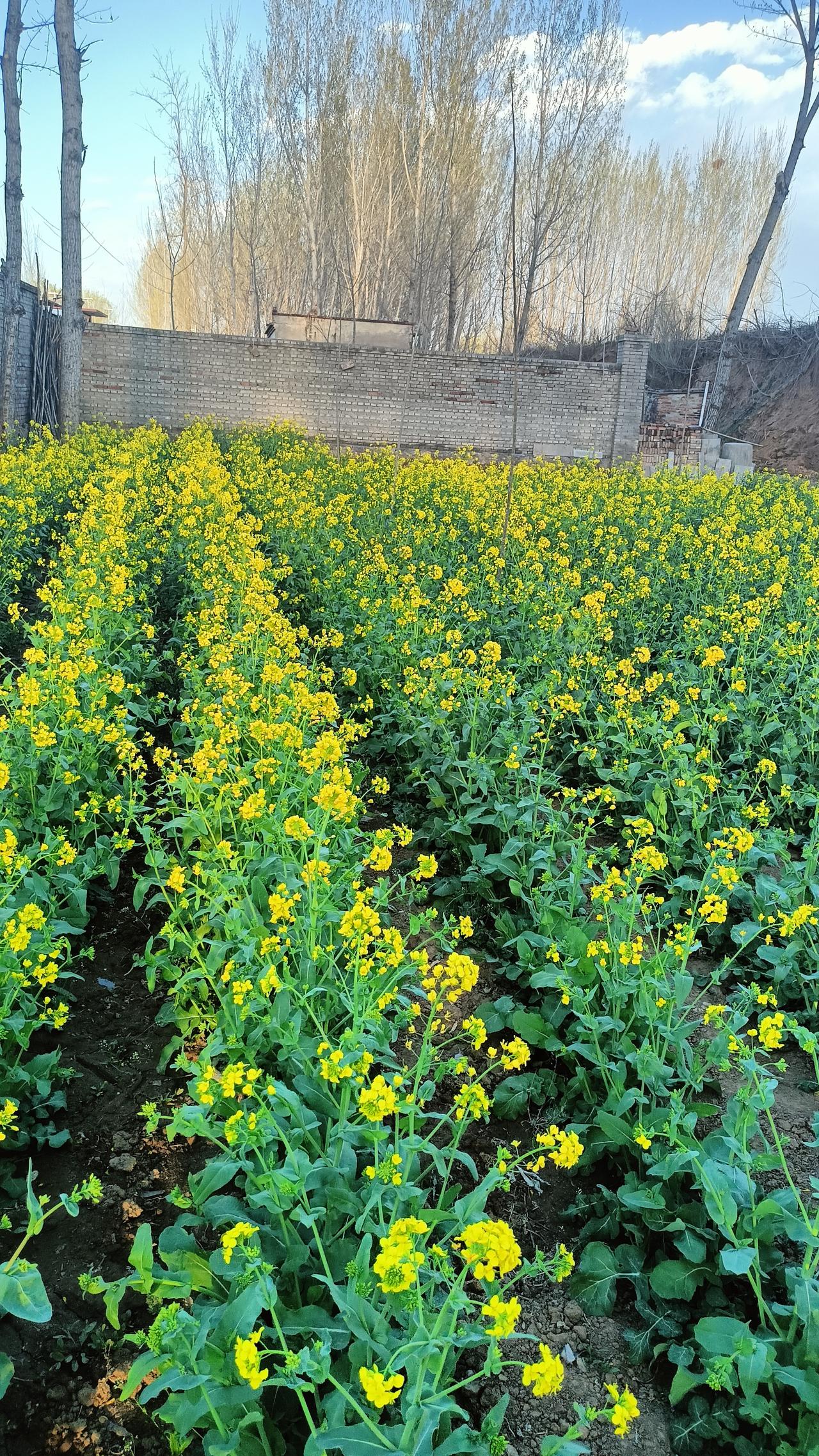 春暖天蓝，老家的油菜花开了！