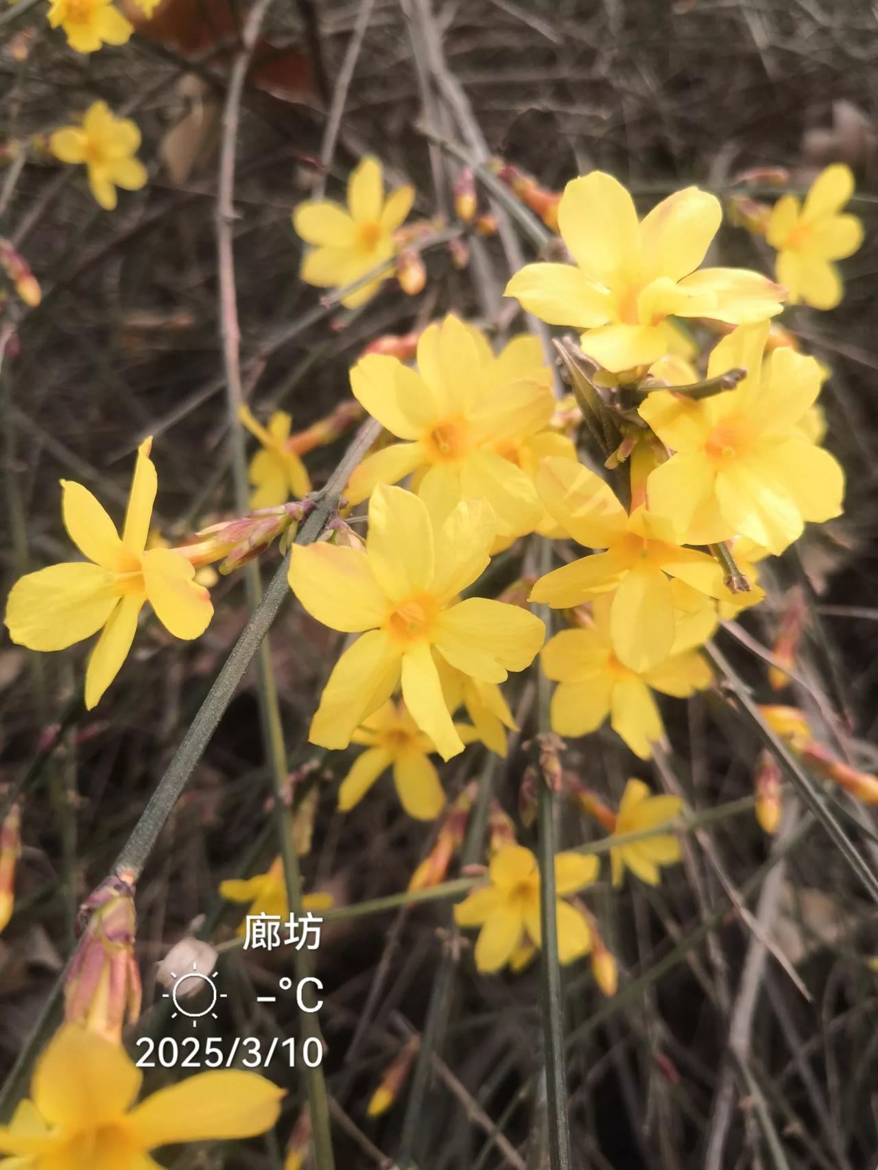 北京的迎春花开放了，
童心拍于京东燕郊。