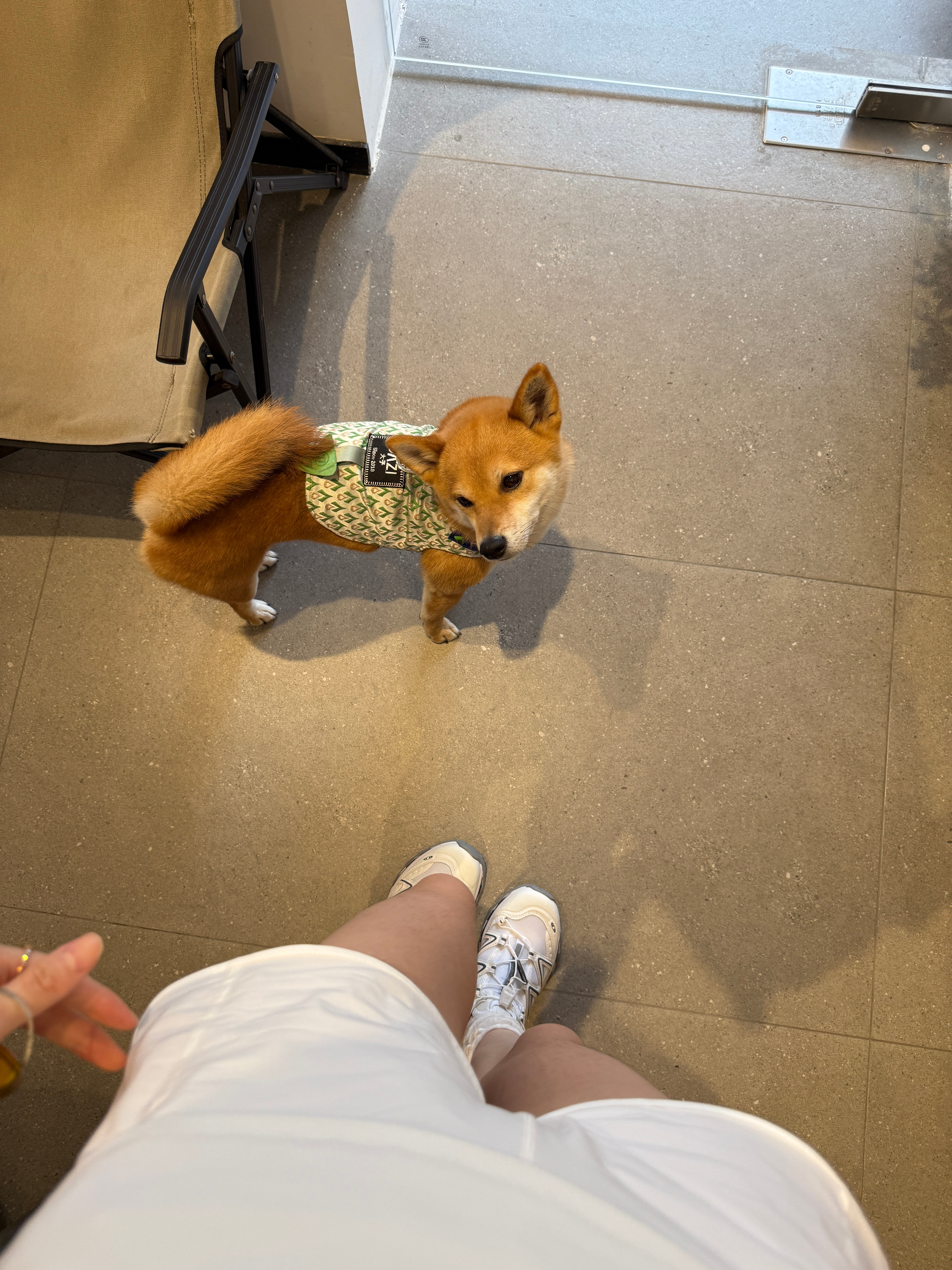 误入狗咖🐶给离雾的崽崽们带了一些拖把的小衣服 美美换上哈哈哈哈哈  ​​​