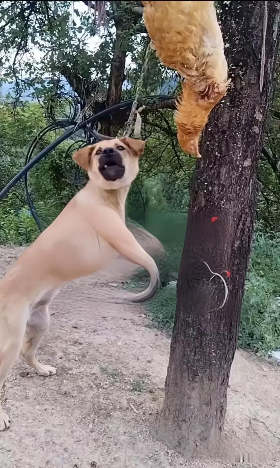 有一只田园犬老是偷吃家里散养着的鸡，主人特别恼怒，便将狗狗吊在树上，还把它咬死的