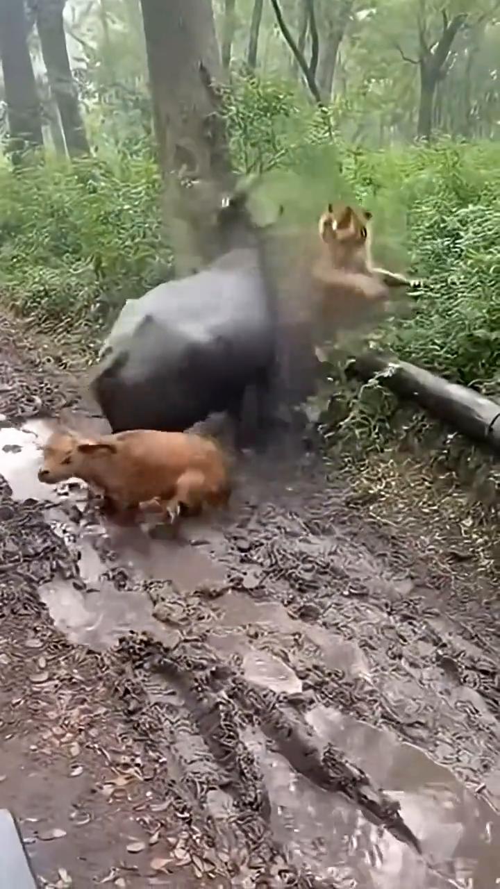 oh my goodness let's throw the tiger.