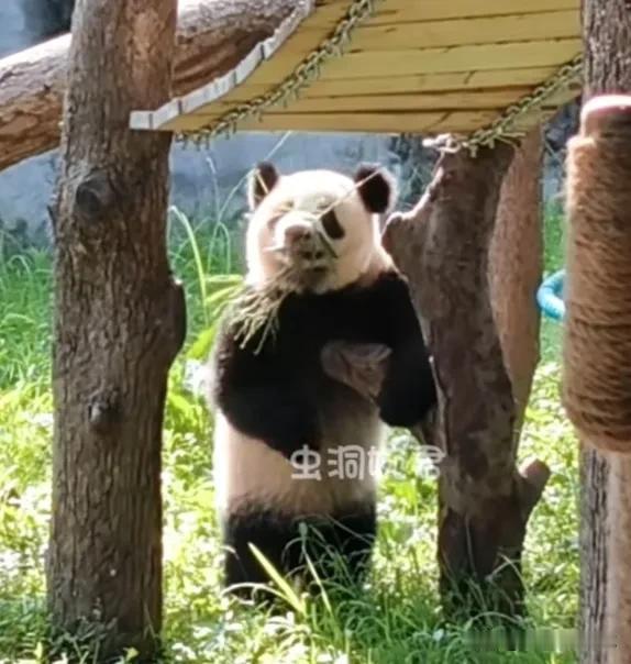 小月亮和妈妈良月一样喜欢站起来直立行走，嘴里叼一根竹枝，看起来拽拽的，萌萌的，就