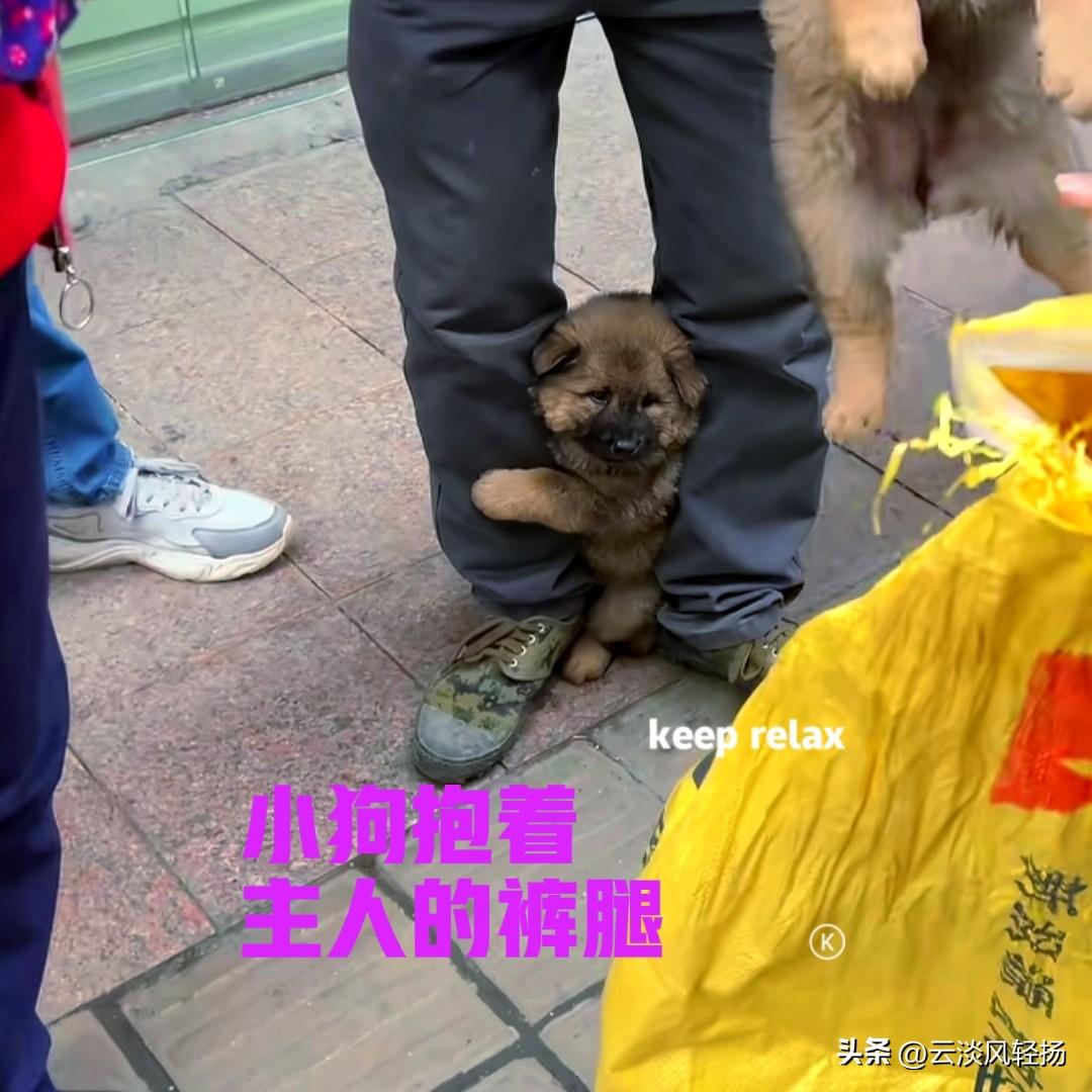 农村的集市上，一位大叔在小狗，大叔不是狗贩子，小狗都是他自己家的。小狗们已经满月