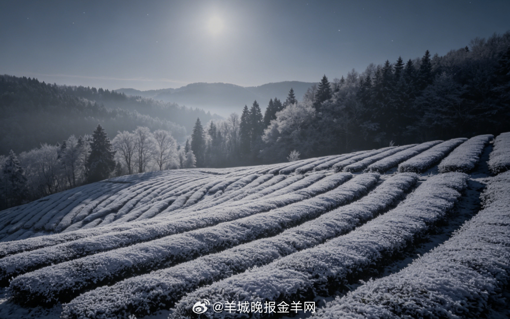 #晚安# 银白月光漫过山间露台，远处山林静悄悄的，晚风柔和微凉。静坐于此独享整片