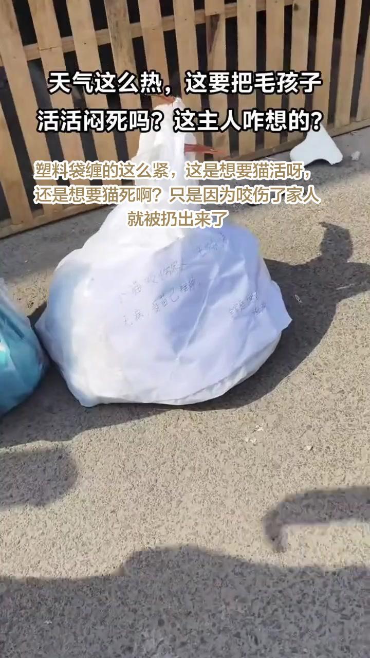 😡折耳虎斑猫就因为咬伤人，被主人用塑料袋装进书包装着扔到外面，里三层外三层绑，