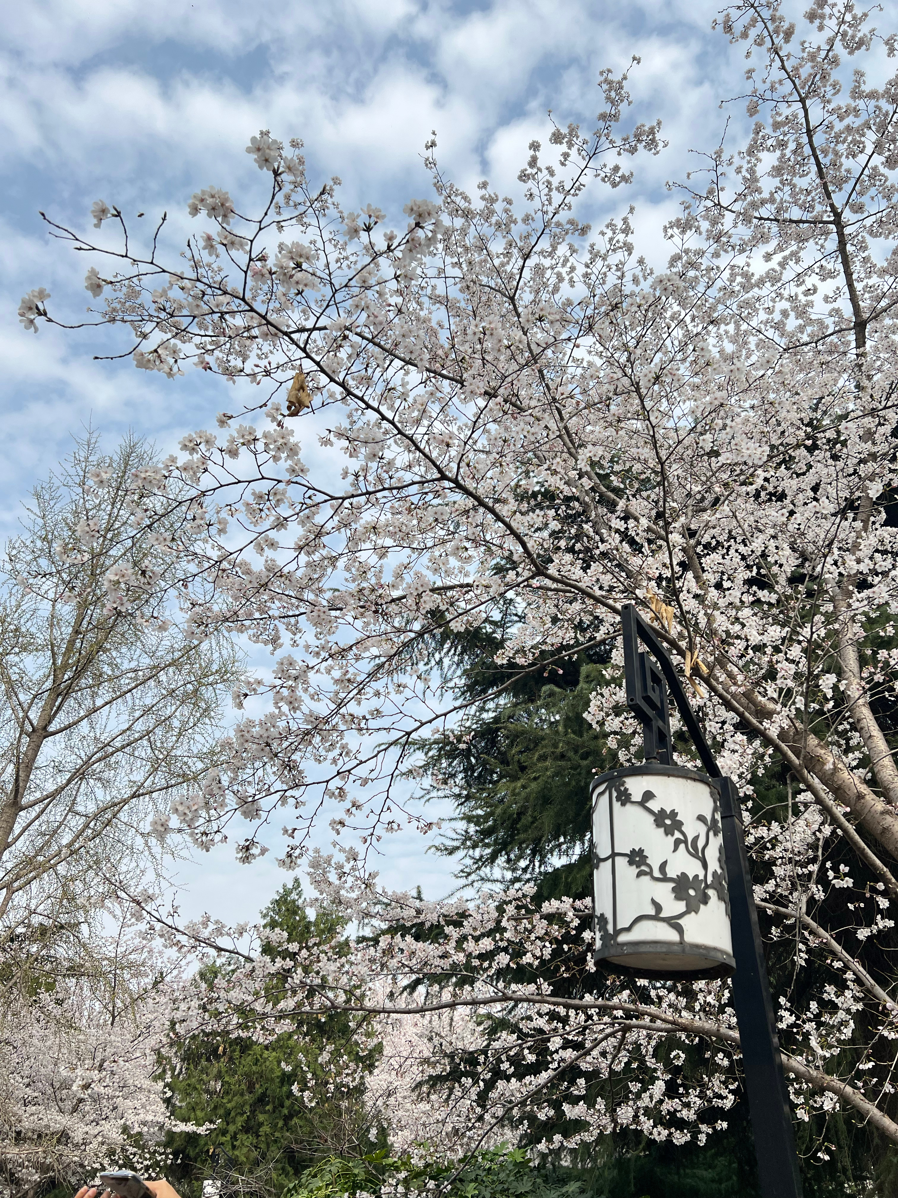 春天的浪漫是花花给的 郑州·郑州市人民公园