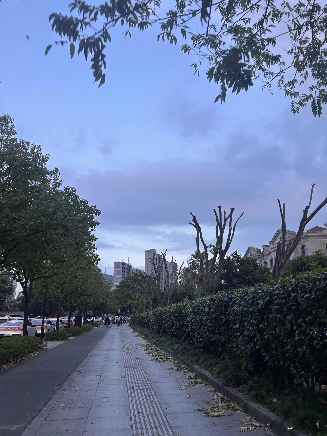 台风白海豚直奔浙江沿海而来，预防工作要到位，台州街头部分树木已经开始剃头模式，去