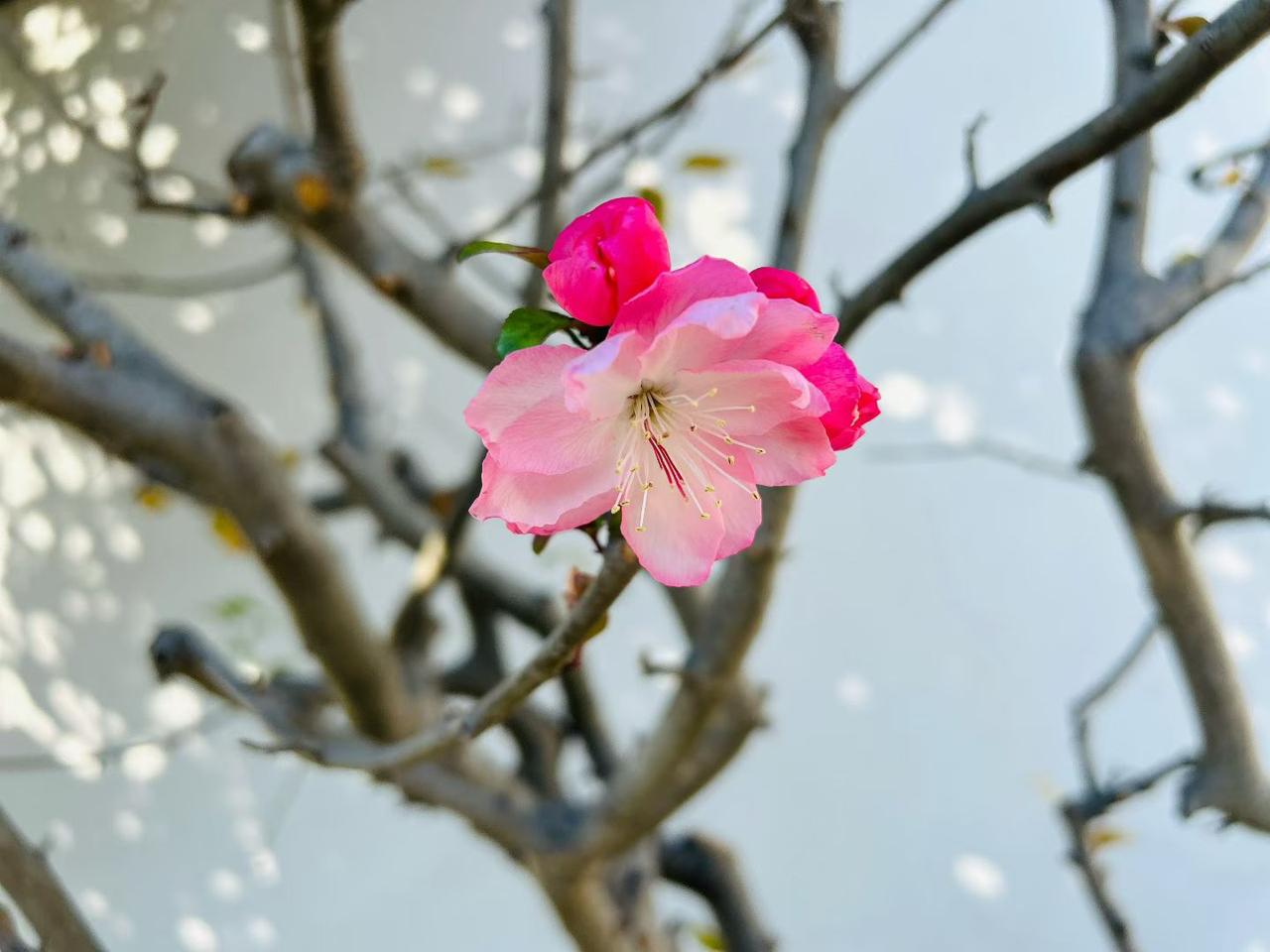 今早严寒，到一家拉面馆去吃面。邻桌的一家人。引起了我的注意，爸爸、妈妈，女儿、儿