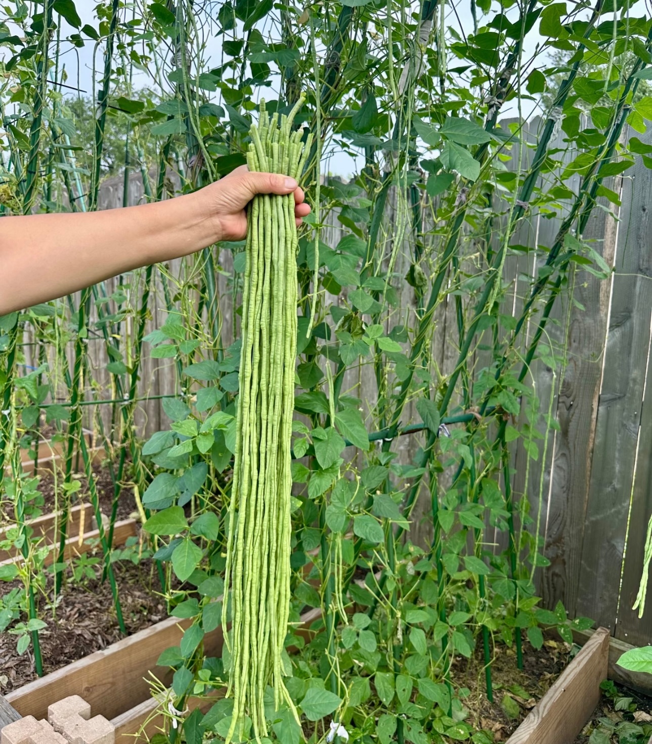 豆角的种植方法简述如下：一、选地与整地：选择土层深厚、肥沃疏松、排水良好的土壤，