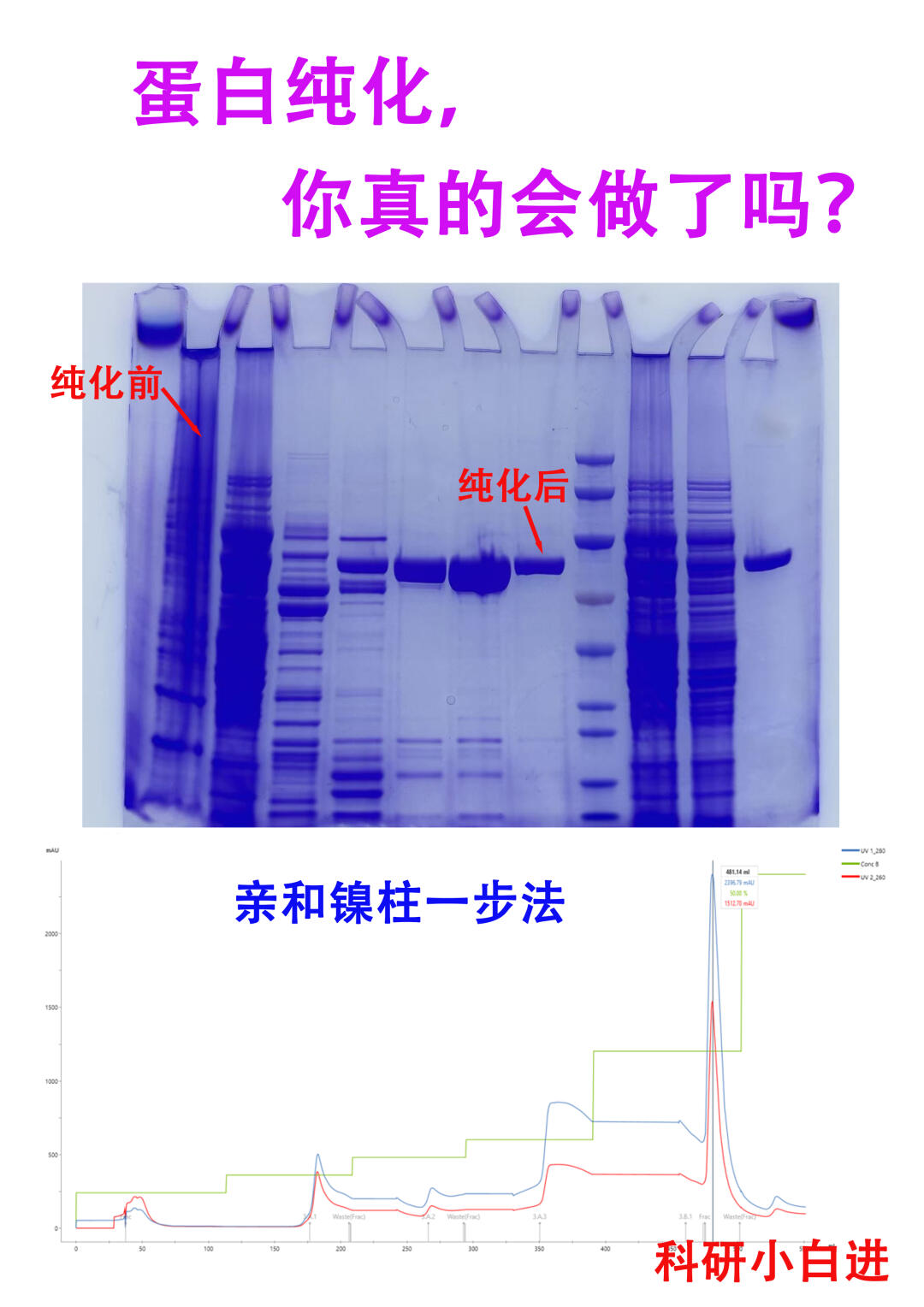 🔥蛋白纯化，你真的会做了吗？