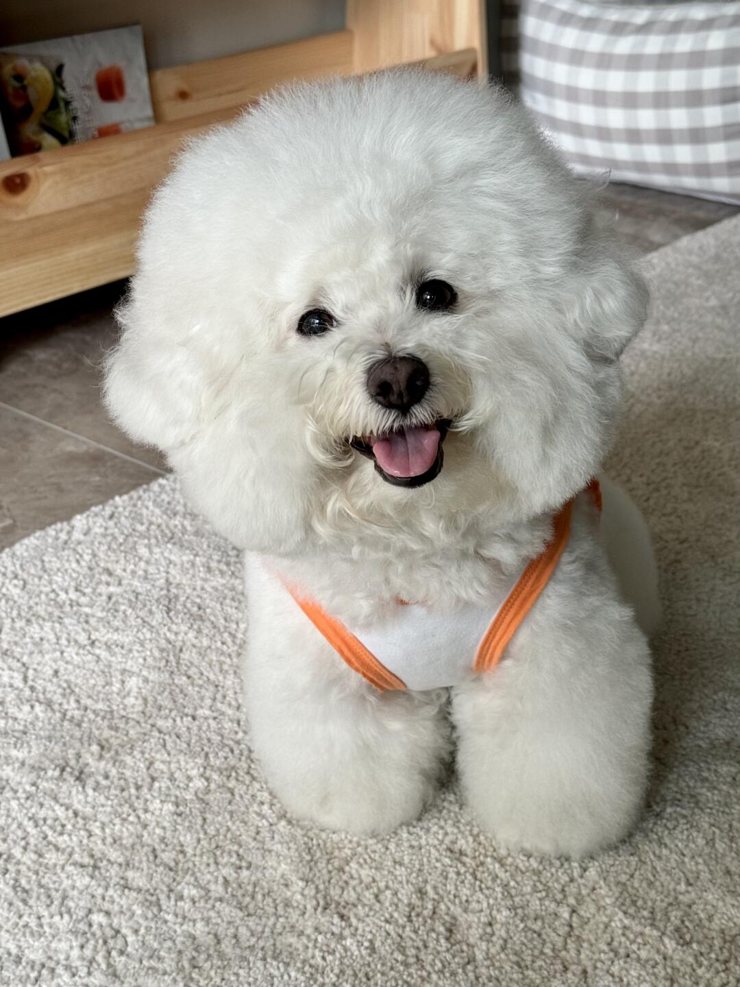 🐶：拍好了没有？
