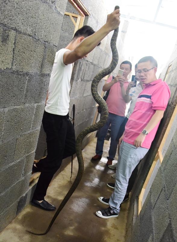 你有不小心摸到蛇的恐怖经历吗 男子腰上一阵冰凉伸手摸到一条蛇 我虽没摸过蛇，但听