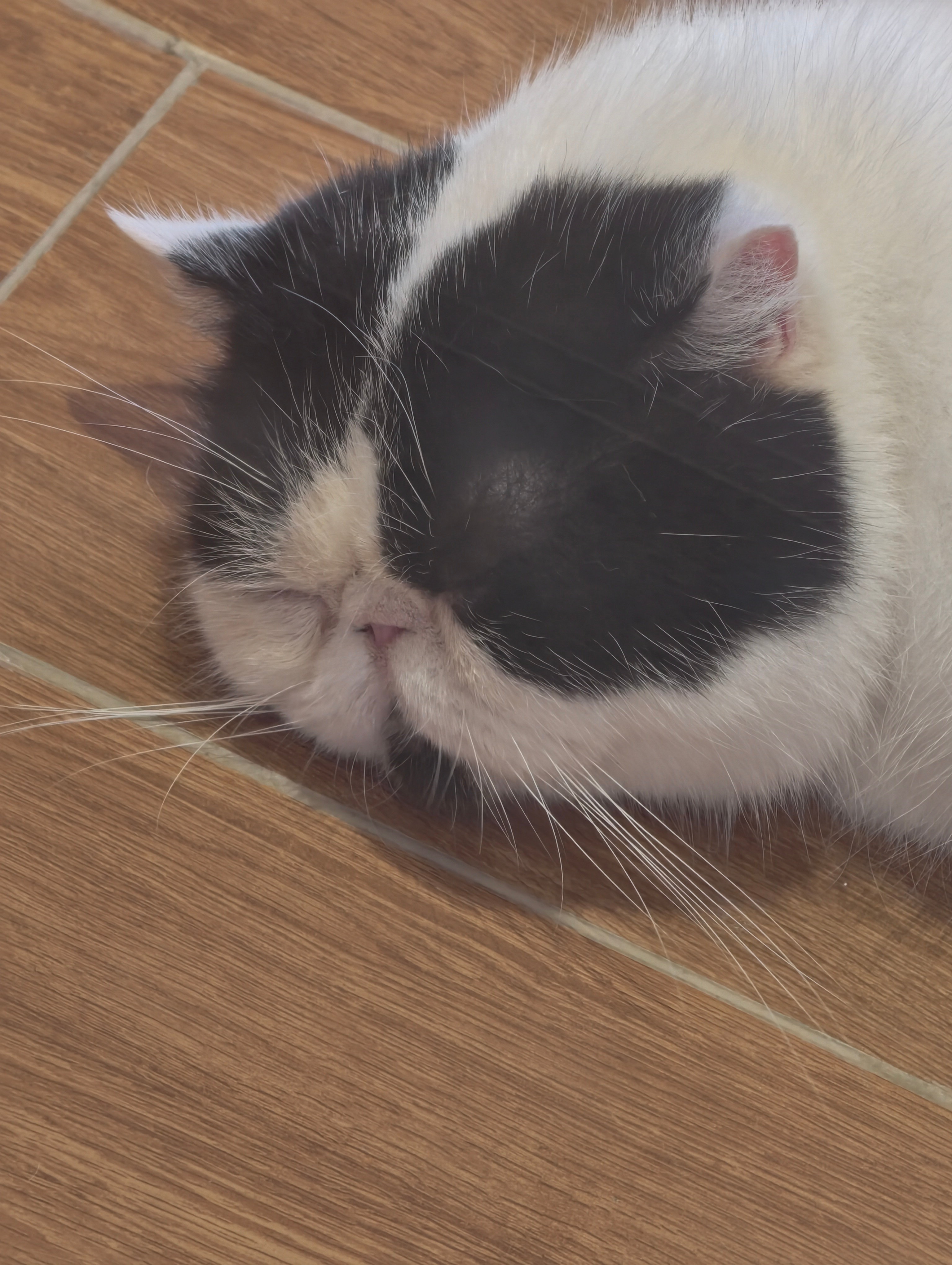 🐱 