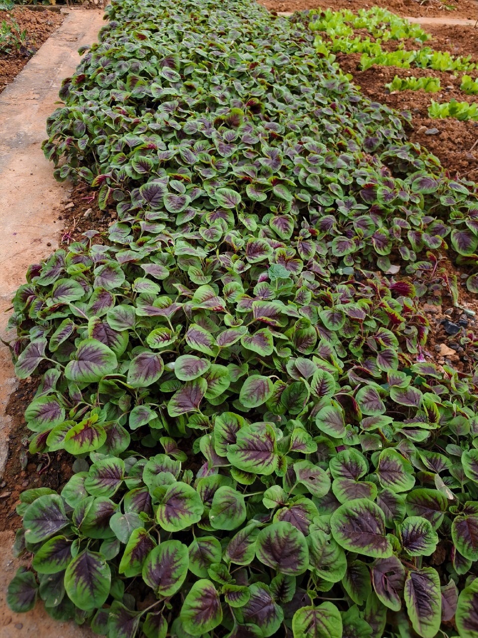 你们管这个菜叫什么？ 