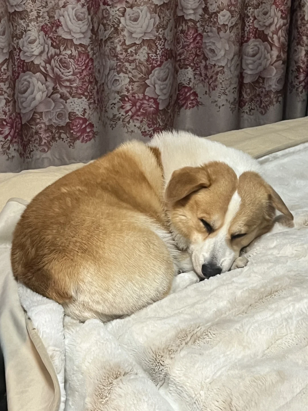 冬日氛围感pluspromax