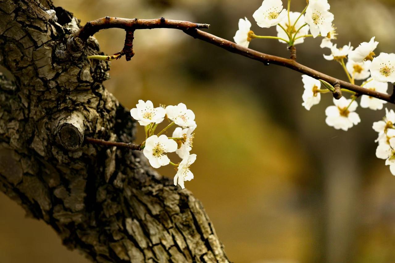 1. 老干皴裂藏岁月，新花素白绽春光。一枝梨花撞碎冬寒，把春天的温柔与清欢，都揉