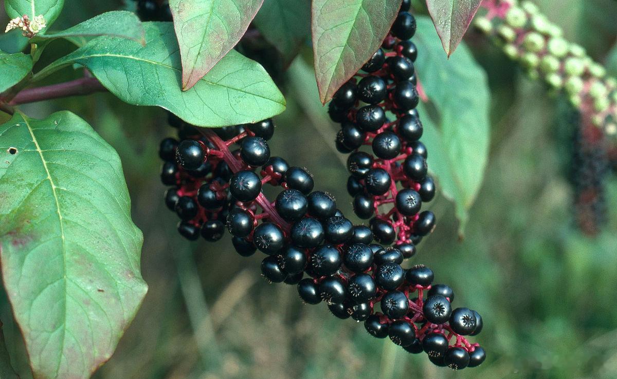 59岁男子把有毒垂序商陆当人参吃这中毒可真不冤枉，农村长大的人不认识商陆吗？人参