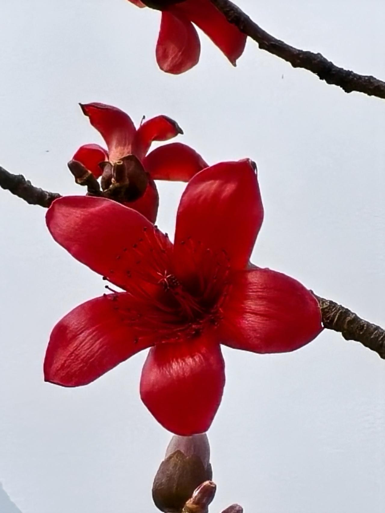 你知道这是什么花吗？把你拍的图片发出来一起欣赏。