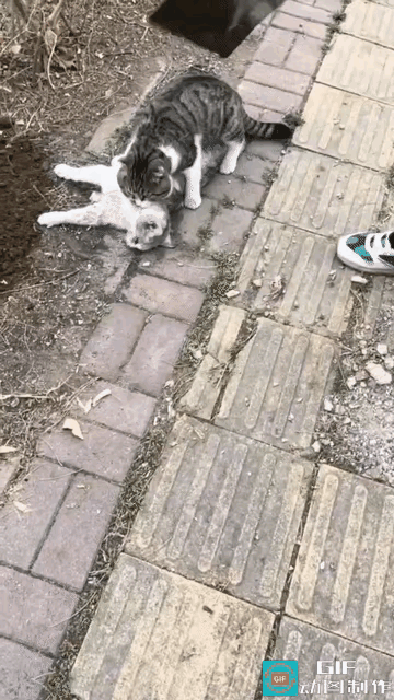 “真想哭！”近日河北一女子在自家车库前目睹的这一幕，实在太揪心。两只猫咪，一只已