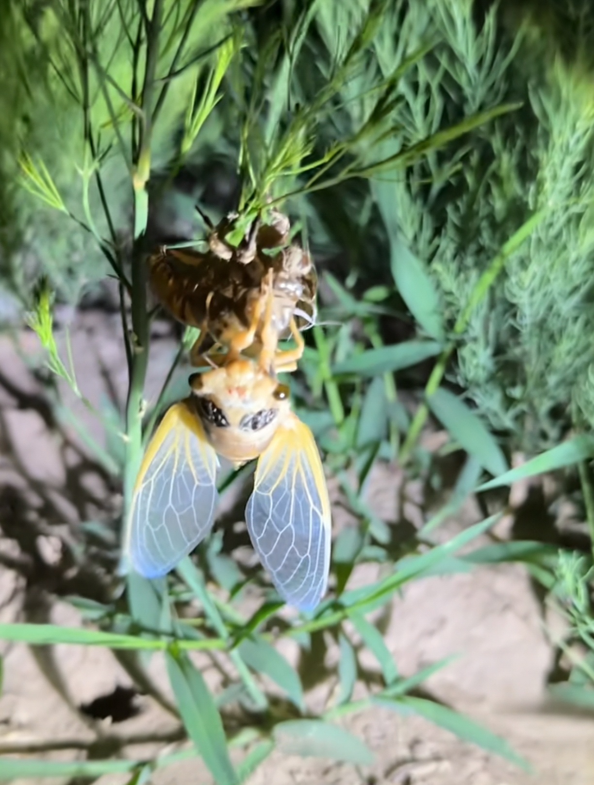 我想去照蠽蟟随手拍这种刚蜕壳的油炸最香了 