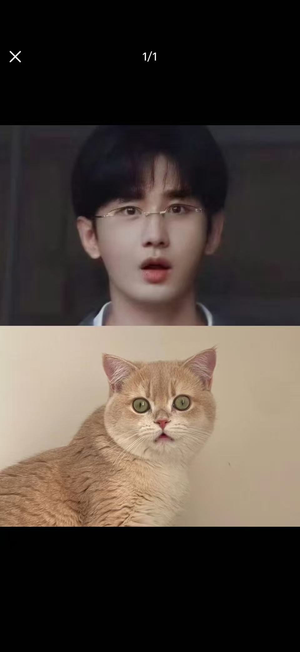 惊吓小咪🙀 