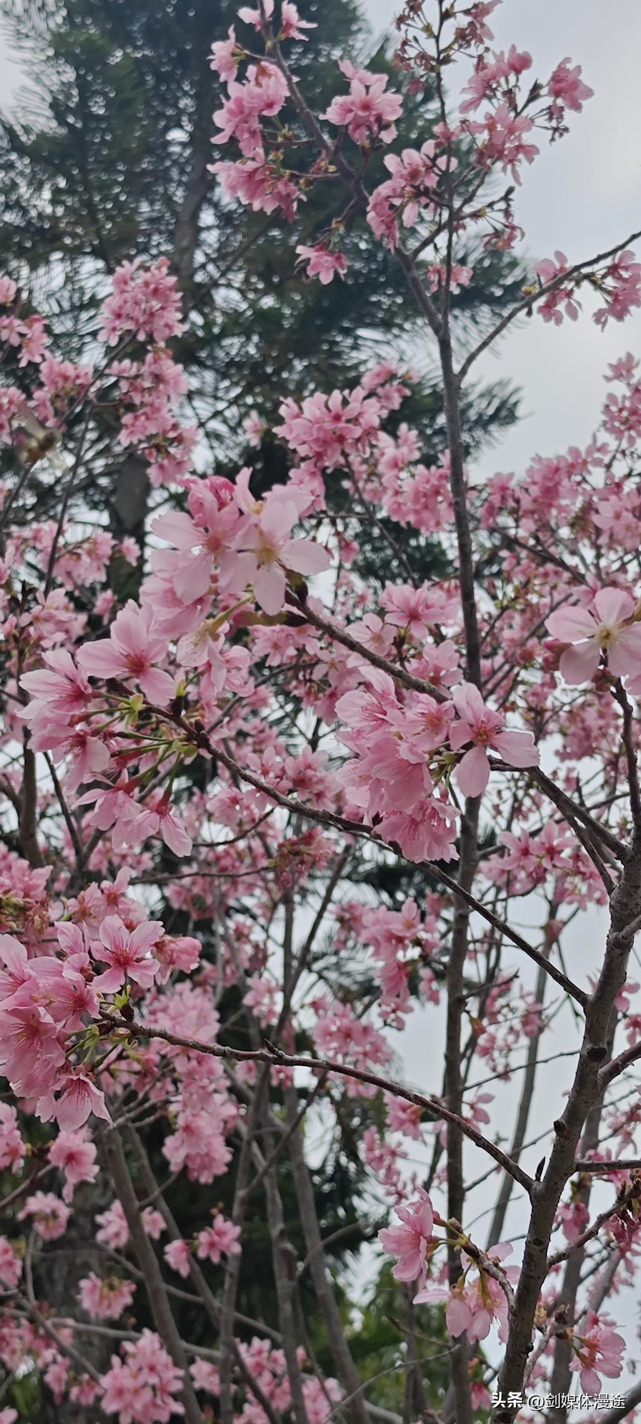 春天是万物复苏的季节，常被艺术作品赋予生机与希望的象征。例如，徐钰洋同学的画作通