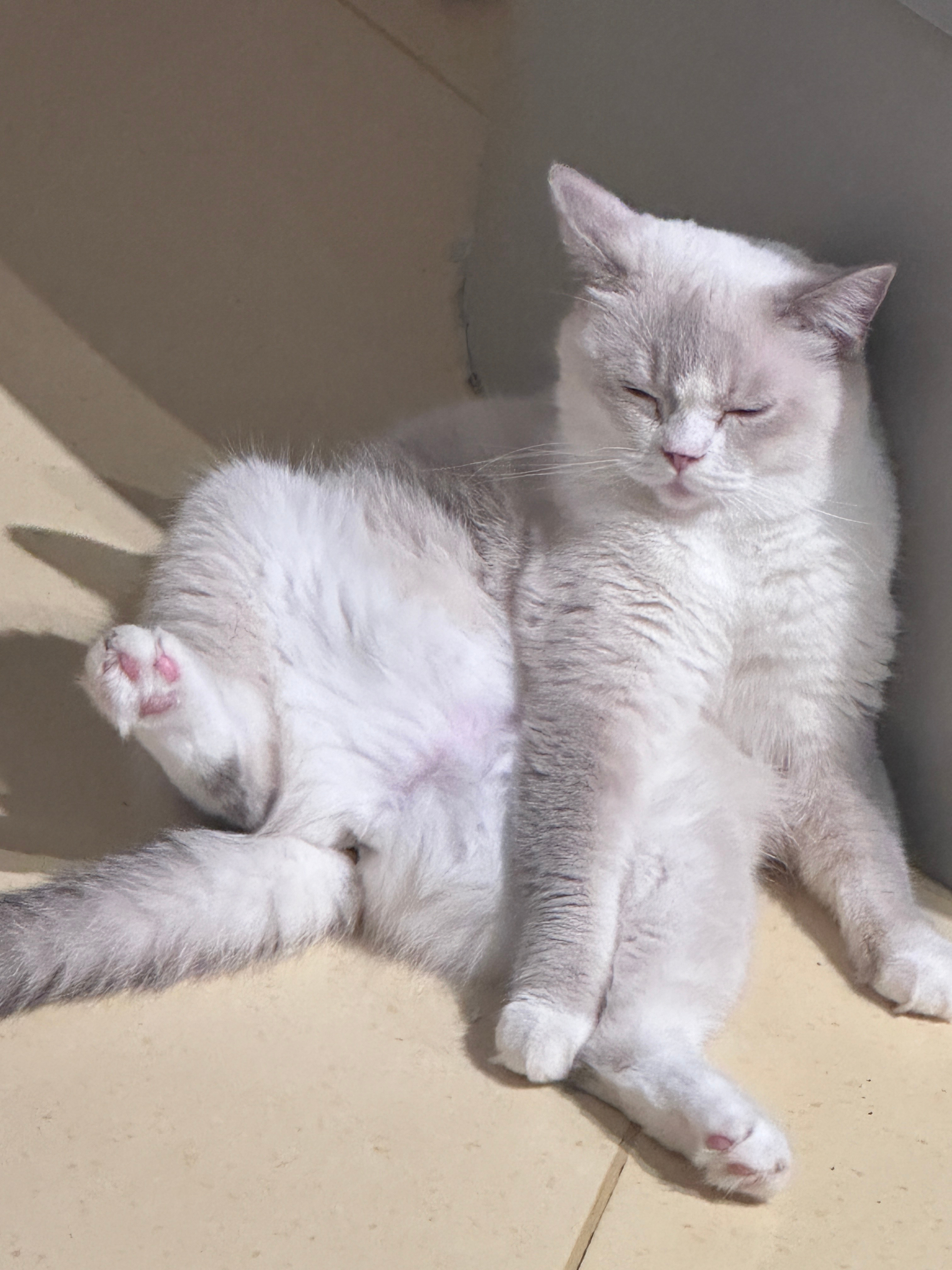 周末遛遛猫[偷乐] ​​​