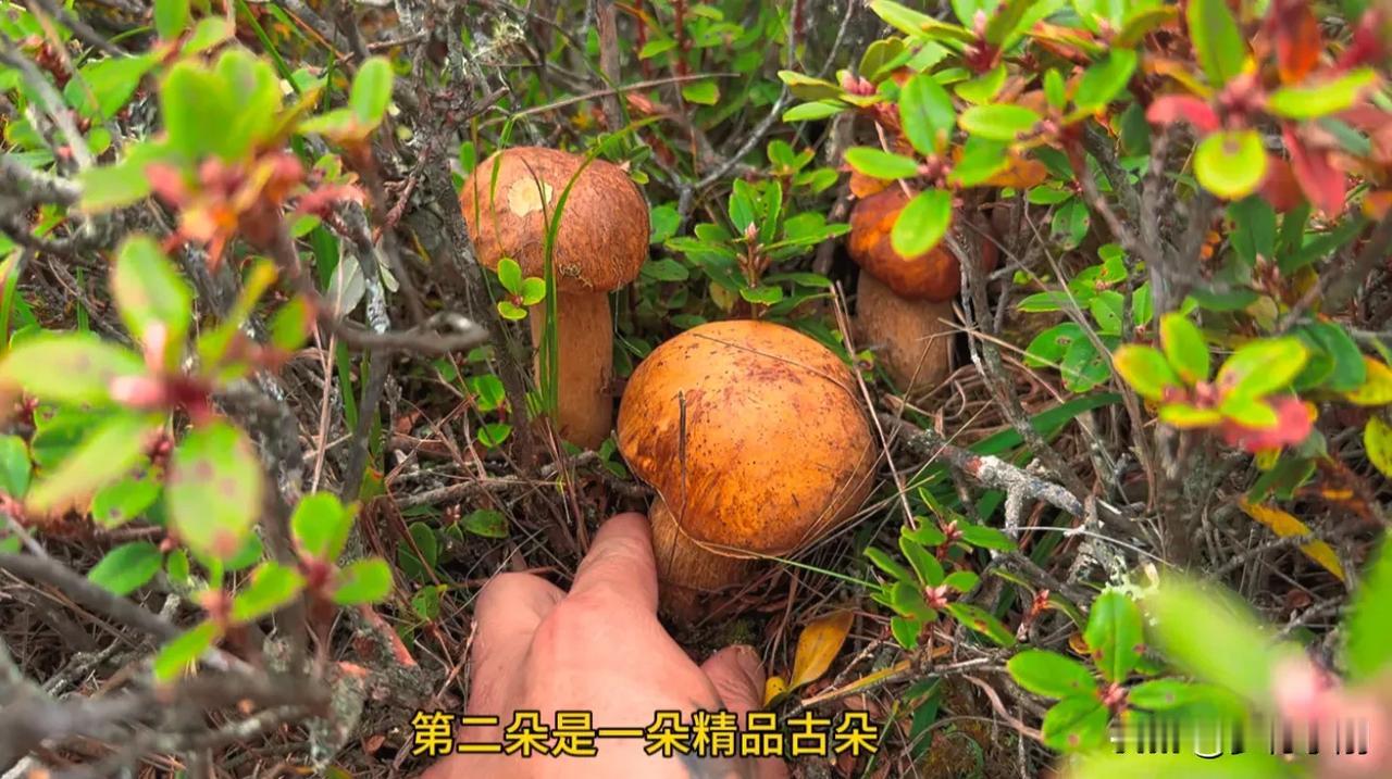 天气晴朗，又是上山捡菌子的一天，独自一人驾车前往原始森林，到达目的地，180匹马