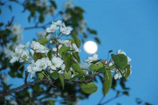 上联：花好月圆，中秋何不逢春日；
下联：诗友请[玫瑰][玫瑰]
#诗与画对联小组