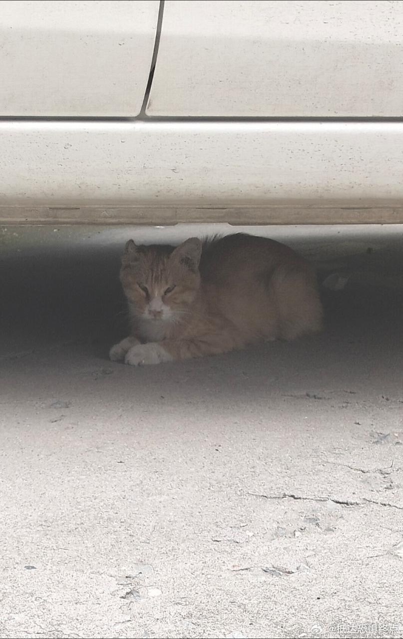 这个猫点开看有点吓人 ​​​