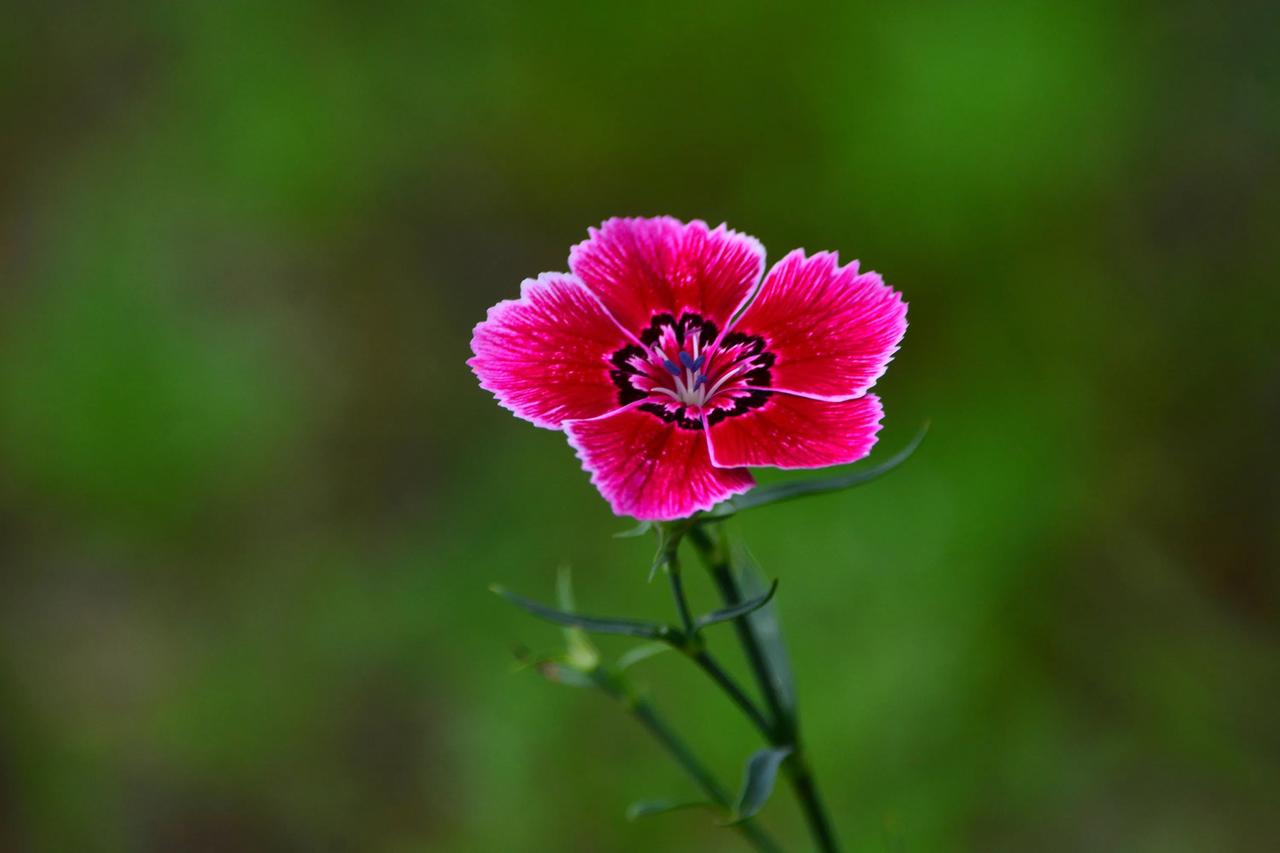 最美野花