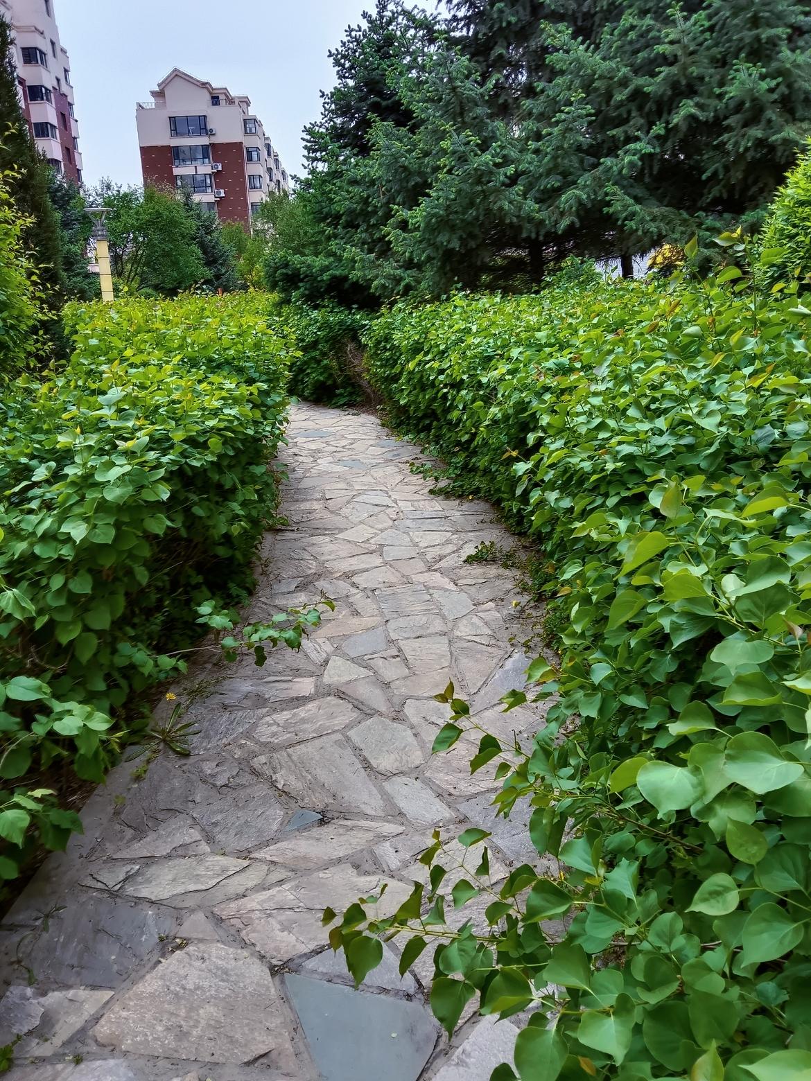 静谧的石板小径，绿意盎然的植物，仿佛置身于世外桃源。🍃🌿这条小路两边都是绿树